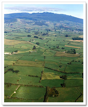 Pasture & Mt. Pirongia