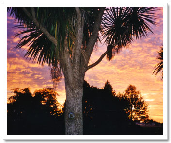 Cabbage Trees In The Sunrise